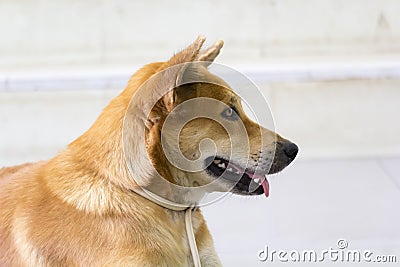 Dog red owners wait solitary stair front Stock Photo