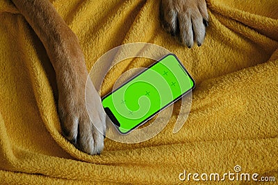 Dog with red paws lies on yellow blanket on bed next to phone with green chroma screen. Copy space for advertising pet Stock Photo