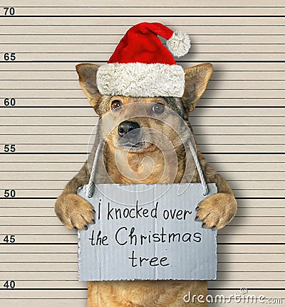 Dog Santa knocked Christmas tree Stock Photo