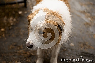 Dog with red spots close-up Stock Photo