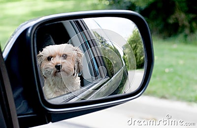 Dog Reflection Stock Photo