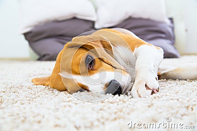 Dog relaxing on the carpet Stock Photo