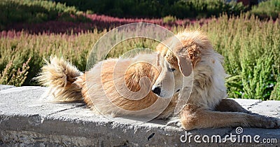 A dog relaxing at the garden in Leh, India Stock Photo