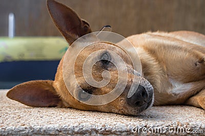 Dog resting and with alert ears Stock Photo