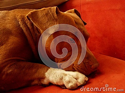 Dog resting on the couch Stock Photo