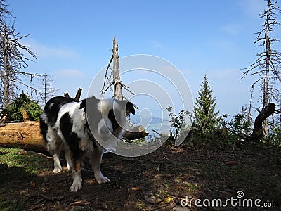 Dog Resting During Hiking in Mountains Stock Photo