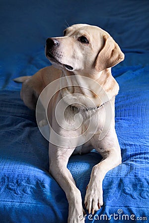 Dog is resting at home. Photo of yellow labrador retriever dog posing and resting on bed for photo shoot. Portrait of labrador. Stock Photo