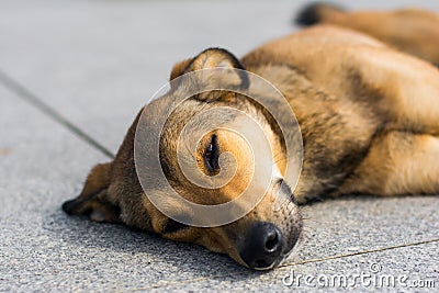 Dog resting Stock Photo