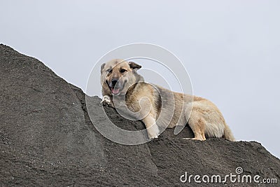 Dog resting on a pile of grey sand Stock Photo