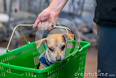 Cute Dog in a Basket Stock Photo