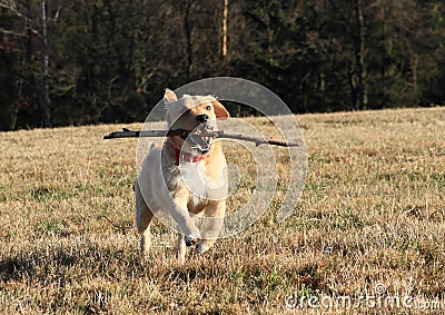 Dog retrieving a stick Stock Photo