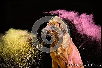 Dog Rhodesian Ridgeback on black background with holli colors Stock Photo