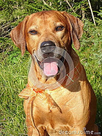 Dog Rhodesian ridgeback and orange ribbon Stock Photo