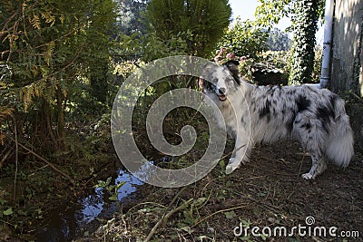 Dog with river Stock Photo