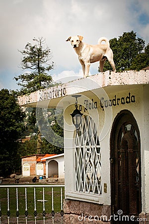 Dog on the roof of a house watching the camera Stock Photo