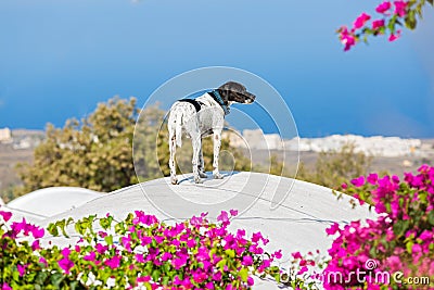 Dog on the roof of Santorini Stock Photo