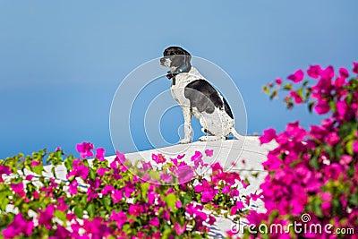 Dog on the roof of Santorini Stock Photo