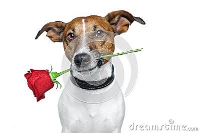 Dog with a rose Stock Photo