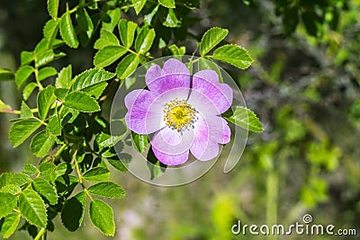 Dog rose blossoms, rosa canina, eglantine, dog-rose willd flower in nature, with green leaves Stock Photo