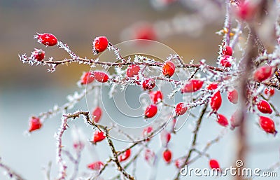 Dog-rose bush with red berries covered with frost on the background of the river, blurry background_ Stock Photo