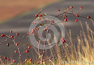 Dog-rose bush. Rosehips, dog rose, Stock Photo
