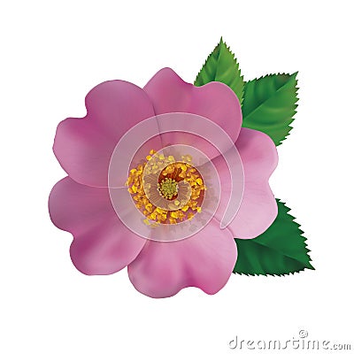 Dog rose hip Vector Illustration