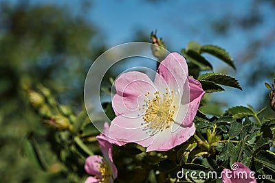 Dog rose pink flower Stock Photo