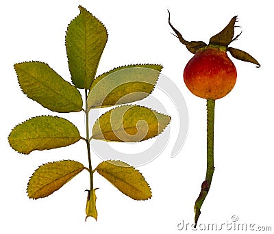 dog-rose. Rosehip. dog rose flower. A branch of a flowering wild Stock Photo