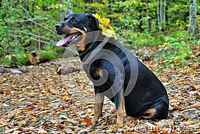 Dog rottweiler in fallen autumn leaves Stock Photo