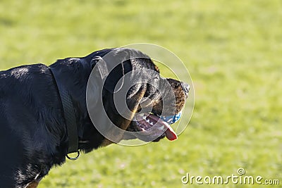 The dog. The Rottweiler holding a ball while playing Stock Photo