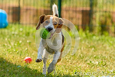 Dog run beagle jumping fun Stock Photo