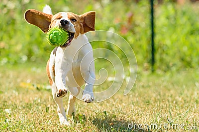 Dog run beagle jumping fun Stock Photo