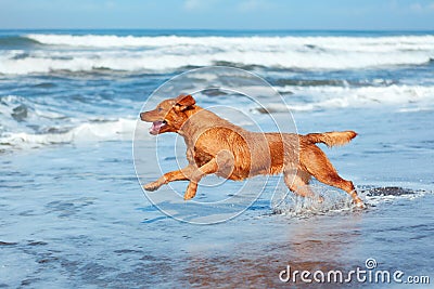 Dog run by sand beach along sea surf Stock Photo