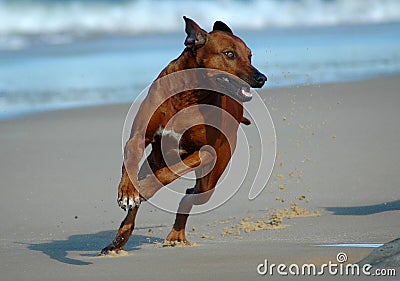 Dog running Stock Photo