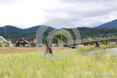 Dog running with a ball Stock Photo