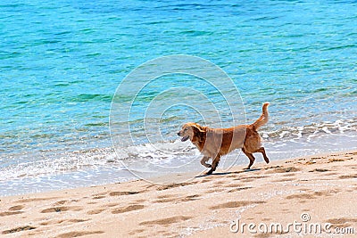 Dog running at a beach Stock Photo