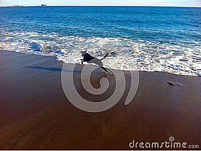 Dog running on beach Stock Photo