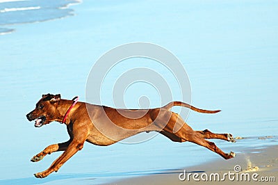 Dog running fast Stock Photo