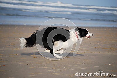 Dog running fast Stock Photo