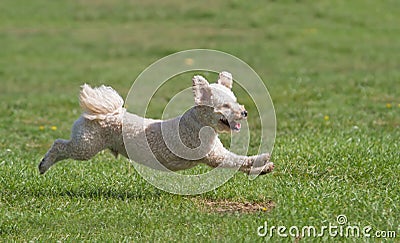 Dog running in a field Stock Photo