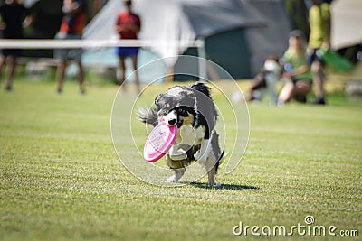 Dog is running with frisbee on frisbee competition. Stock Photo