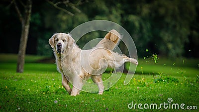 a dog running on the grass in the park with trees Stock Photo