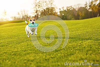 Dog running on green grass Stock Photo