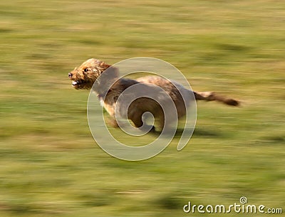 Dog Running Stock Photo