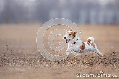 Dog running and playing in the park Stock Photo