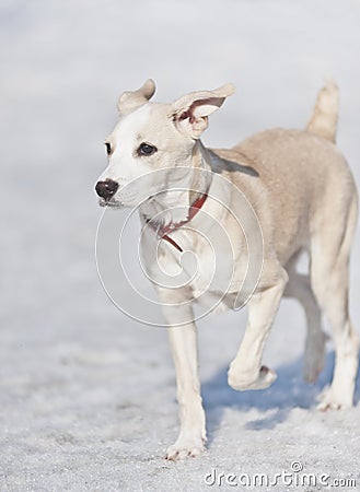 Dog running in the snow Stock Photo