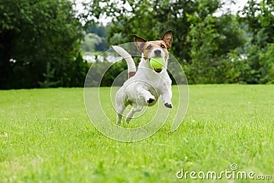 Dog running with tennis ball in mouth on camera Stock Photo