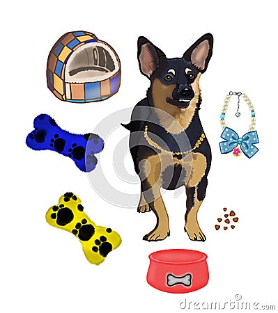 Dog and it's accessories Stock Photo
