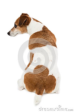 Dog's back, ass, buttocks Stock Photo