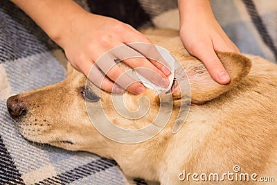 Dog`s ears cleaning Stock Photo